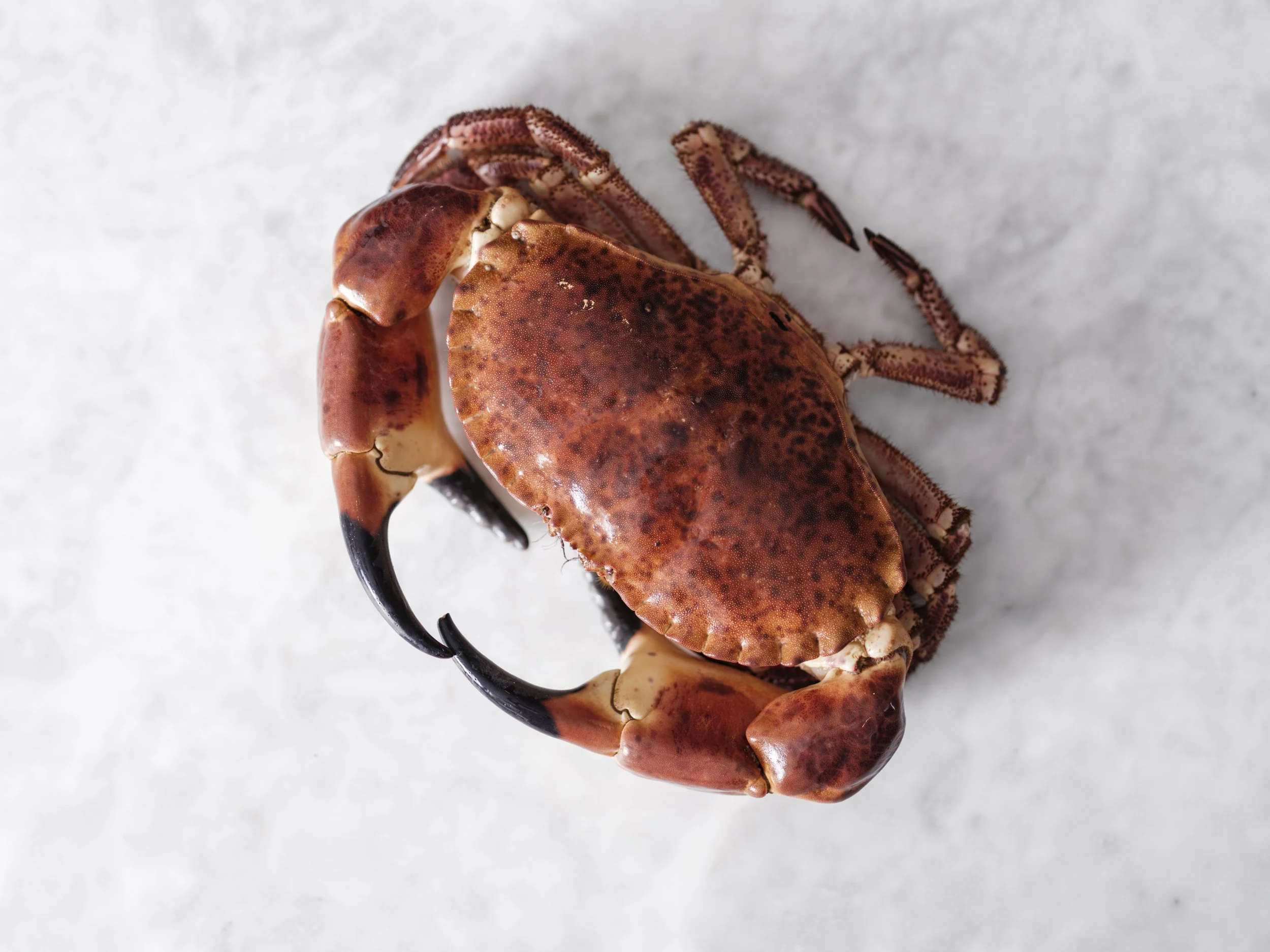 251 - Dulse Leith - July 2025 - Grant Anderson - 3200px.jpg