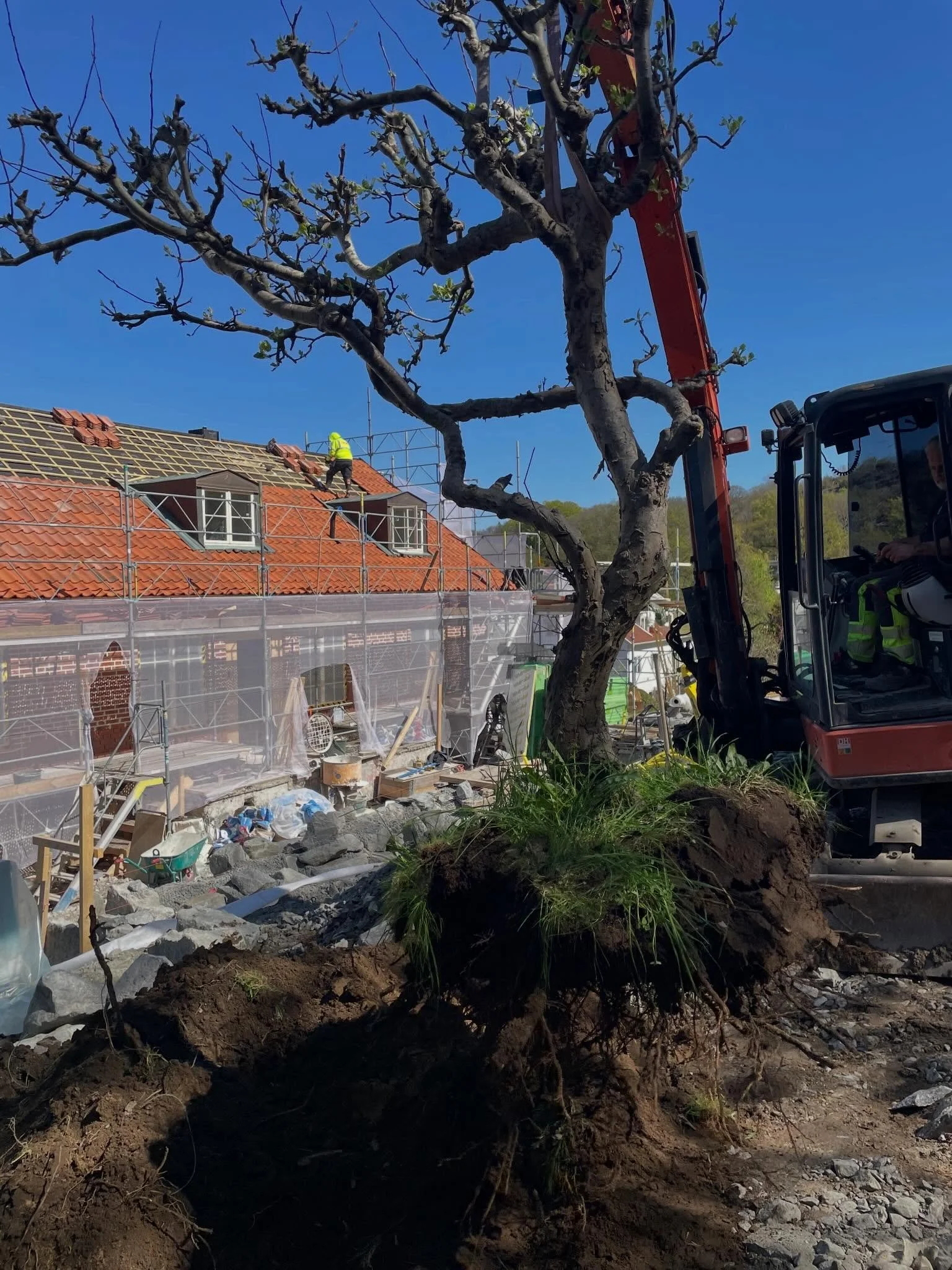 Idag har vi flyttat fina gamla &auml;ppeltr&auml;d tillsammans med @fmtab 🌳 Ett riktigt roligt uppdrag! Nu h&aring;ller vi tummarna f&ouml;r att de ska trivas p&aring; sina nya platser 🤩