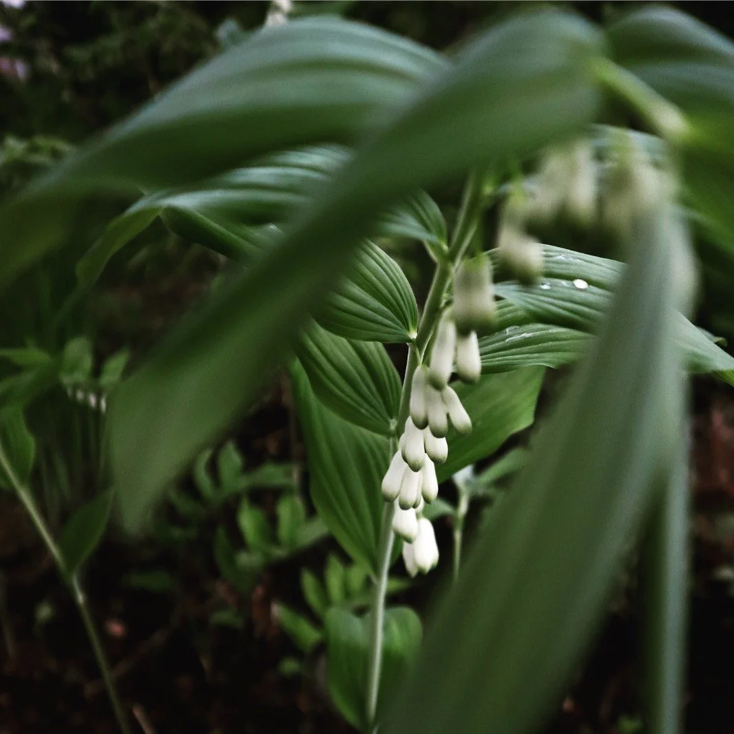 Skugga — Växtmästeriet