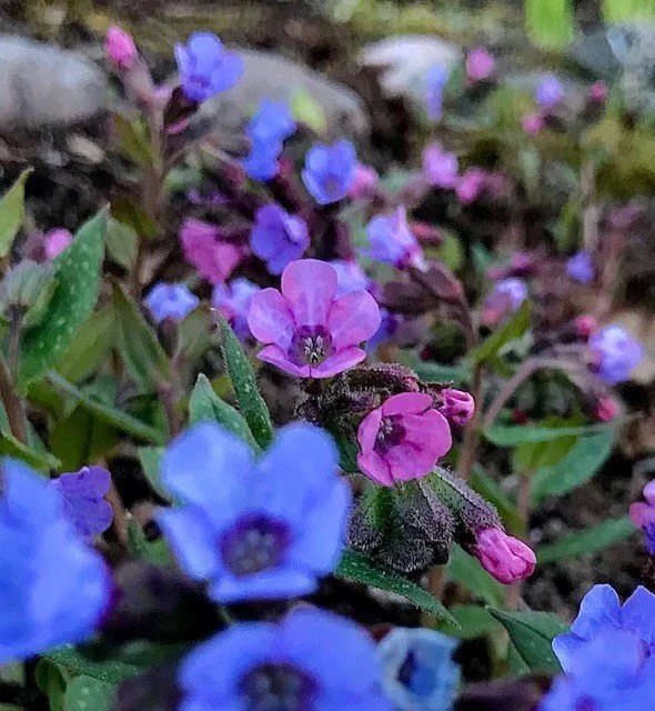 Skugga — Växtmästeriet