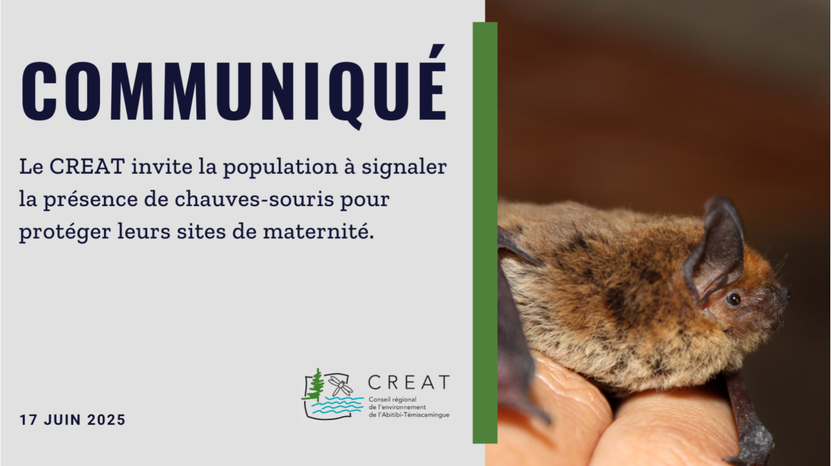 Sauvez les chauves-souris en signalant leur présence&nbsp;