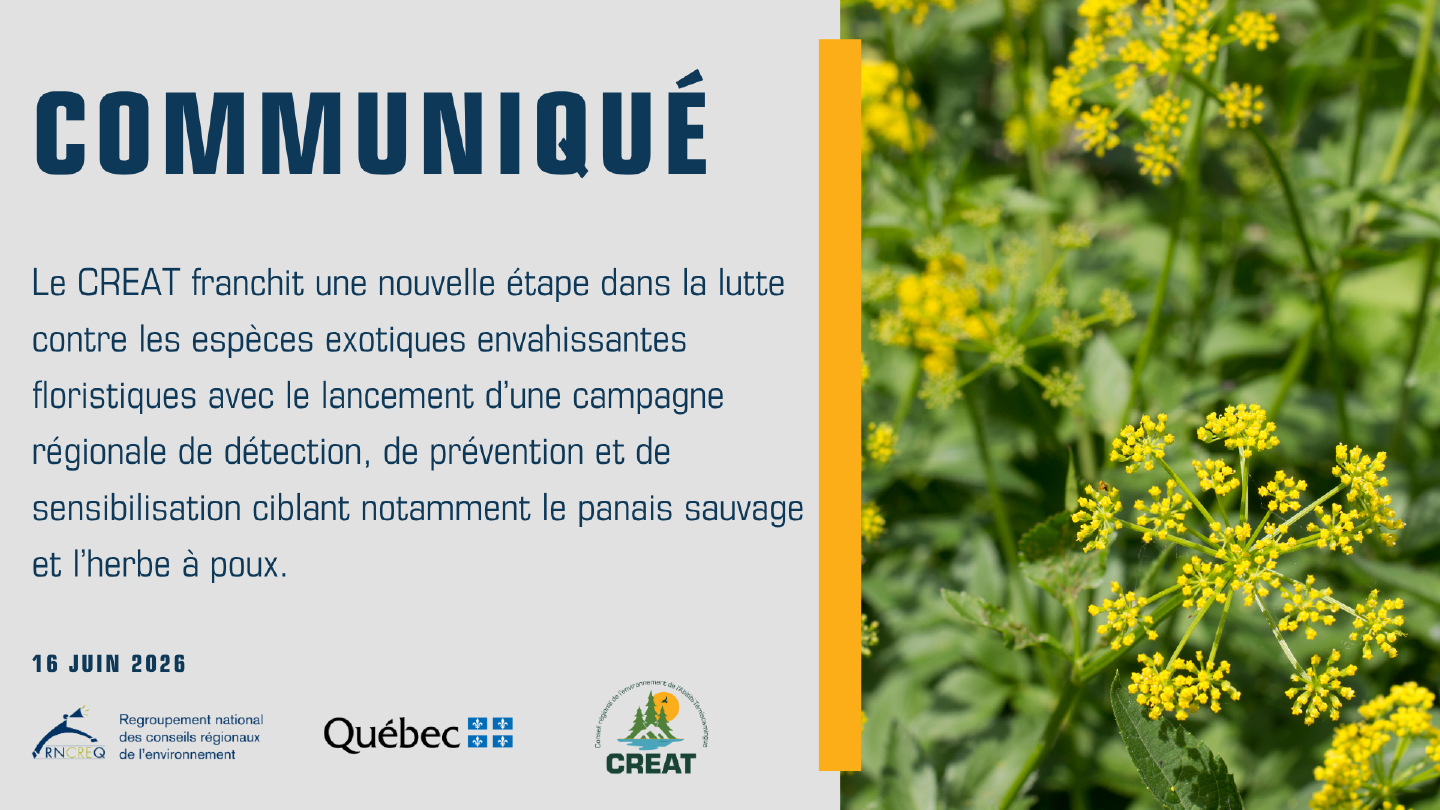 Les prochaines étapes de la lutte aux espèces exotiques envahissantes floristiques en région&nbsp;