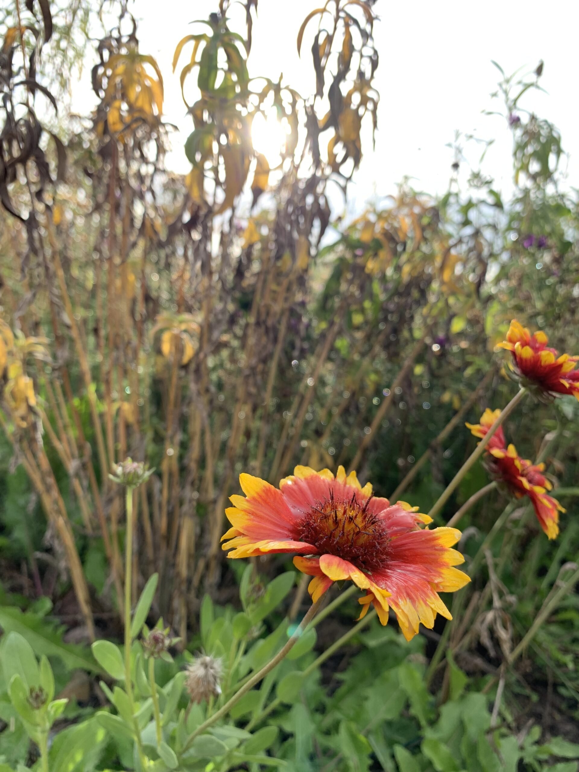 Native Plants and Trees of Mountain Brook