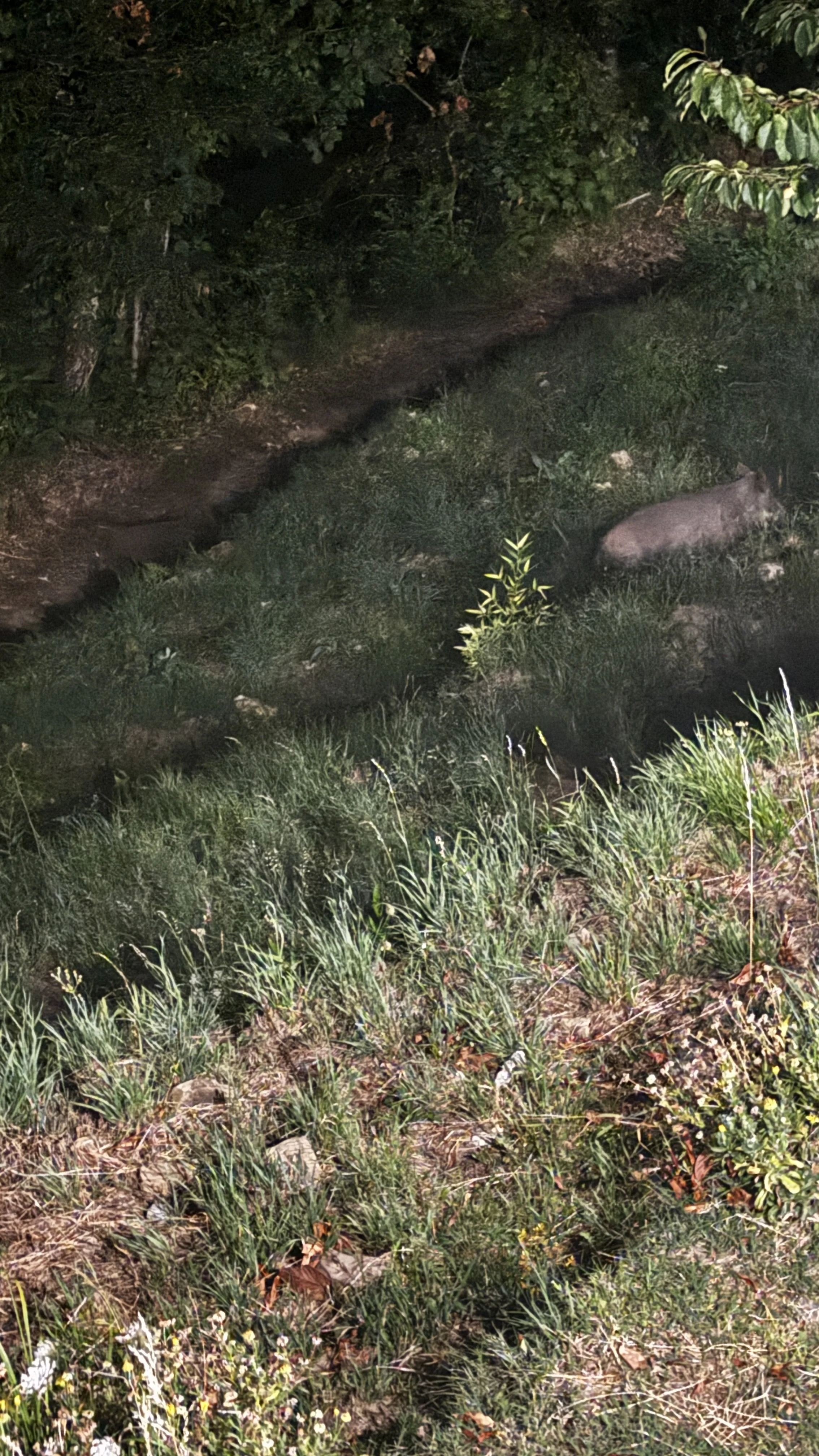 Wild pigs