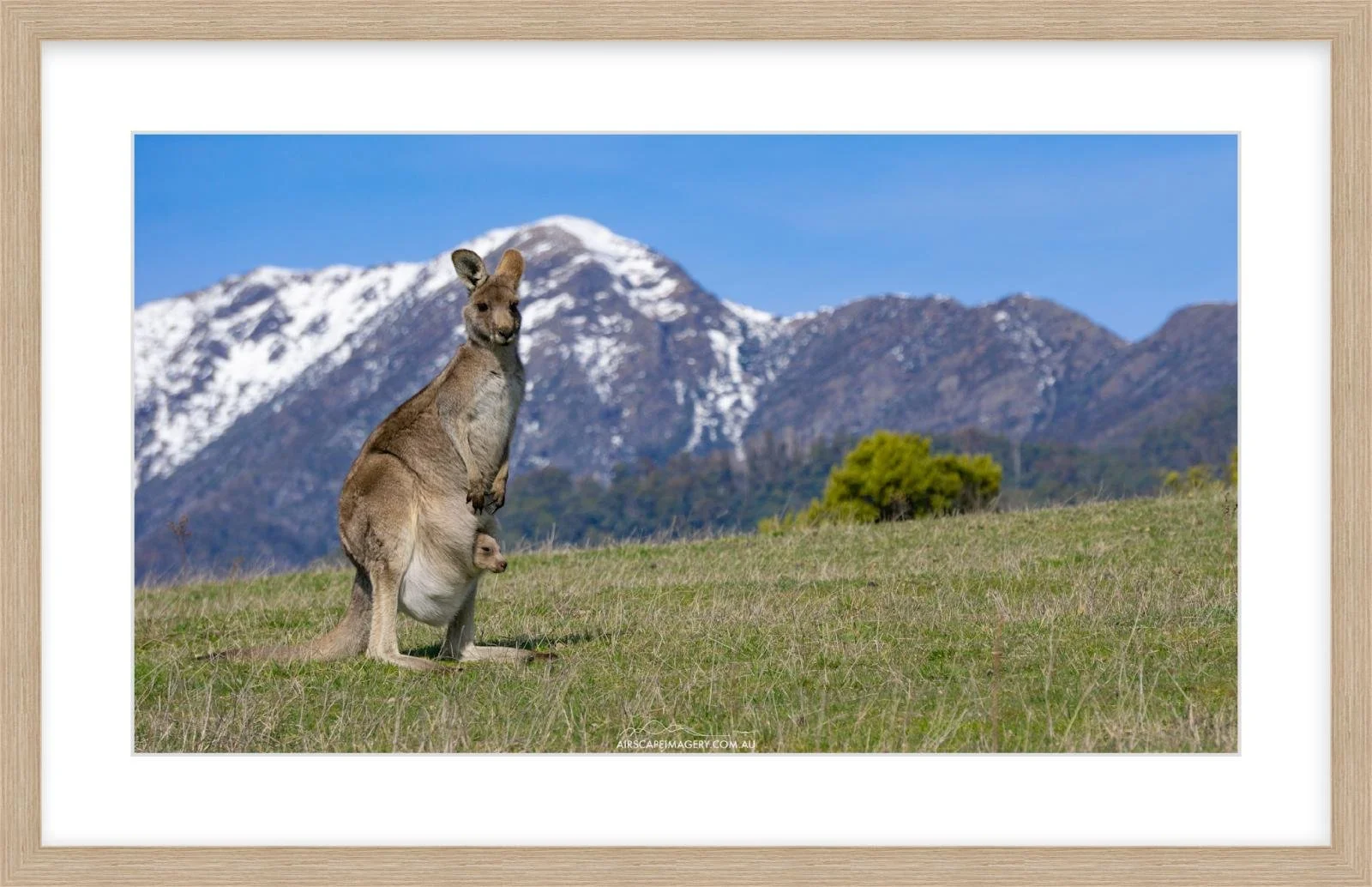 Buller Wallaby Springfield.jpg