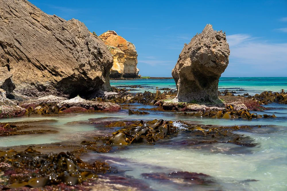 Childers Cove Kelp-64.jpg