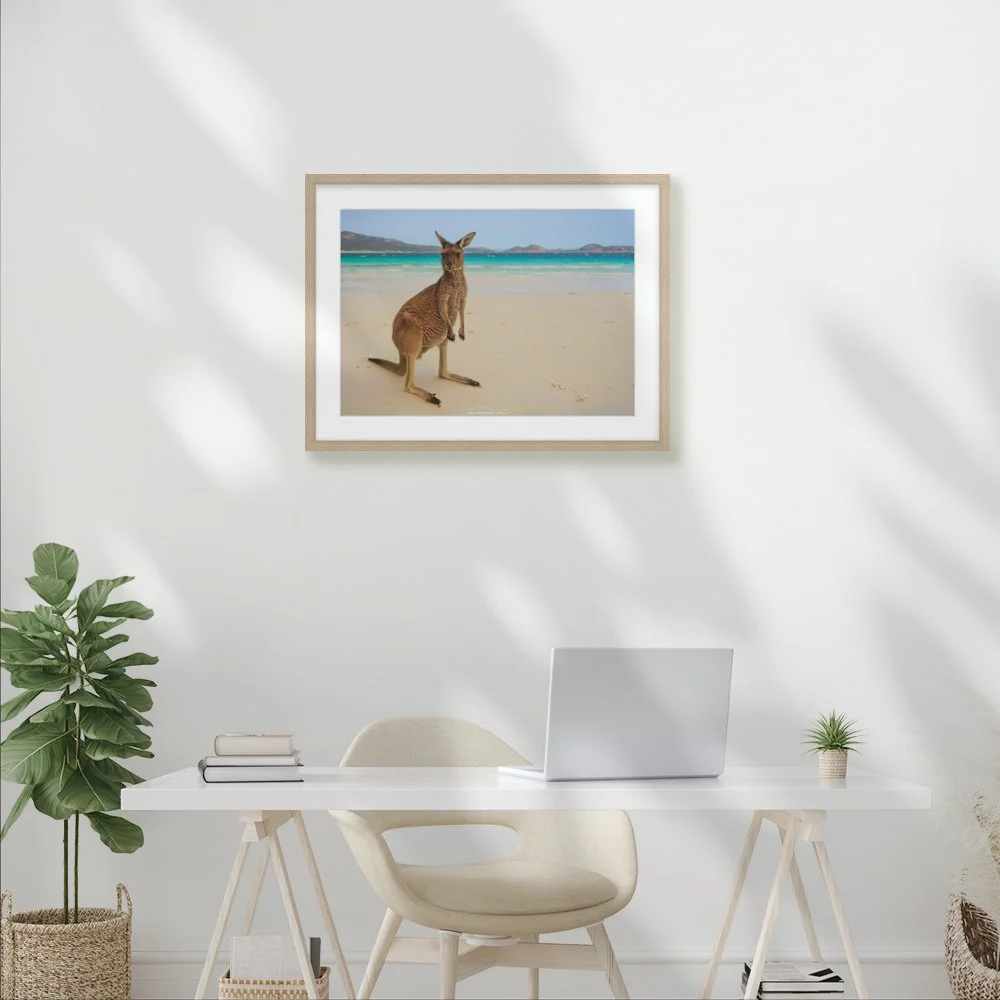 lucky-bay-wallaby_600-x-422mm_50mm_springfield_interior-office.jpg