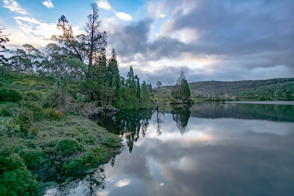 Pencil pines, Lake Windermere, Cradle Mountain-Lake St Clair National Park.