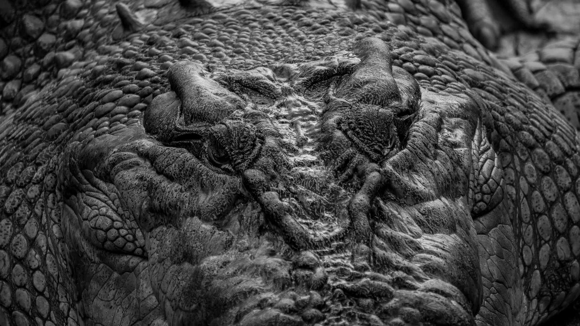 Croc head compressed.jpg