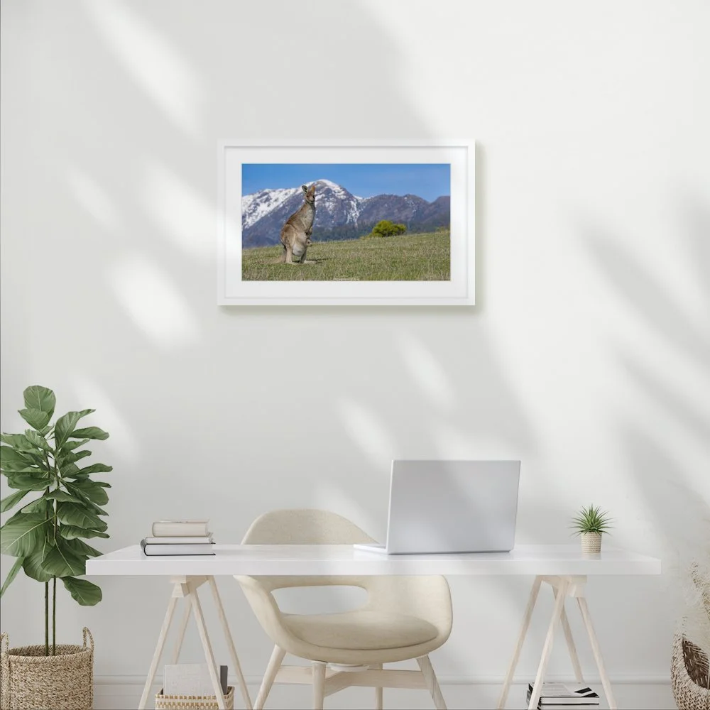buller-wallaby_600-x-337mm_50mm_lennon-slim_interior-office.jpg