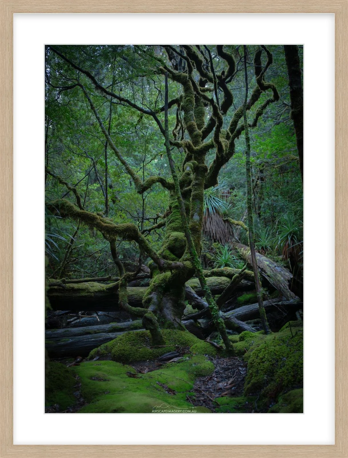 Gnarled Myrtle