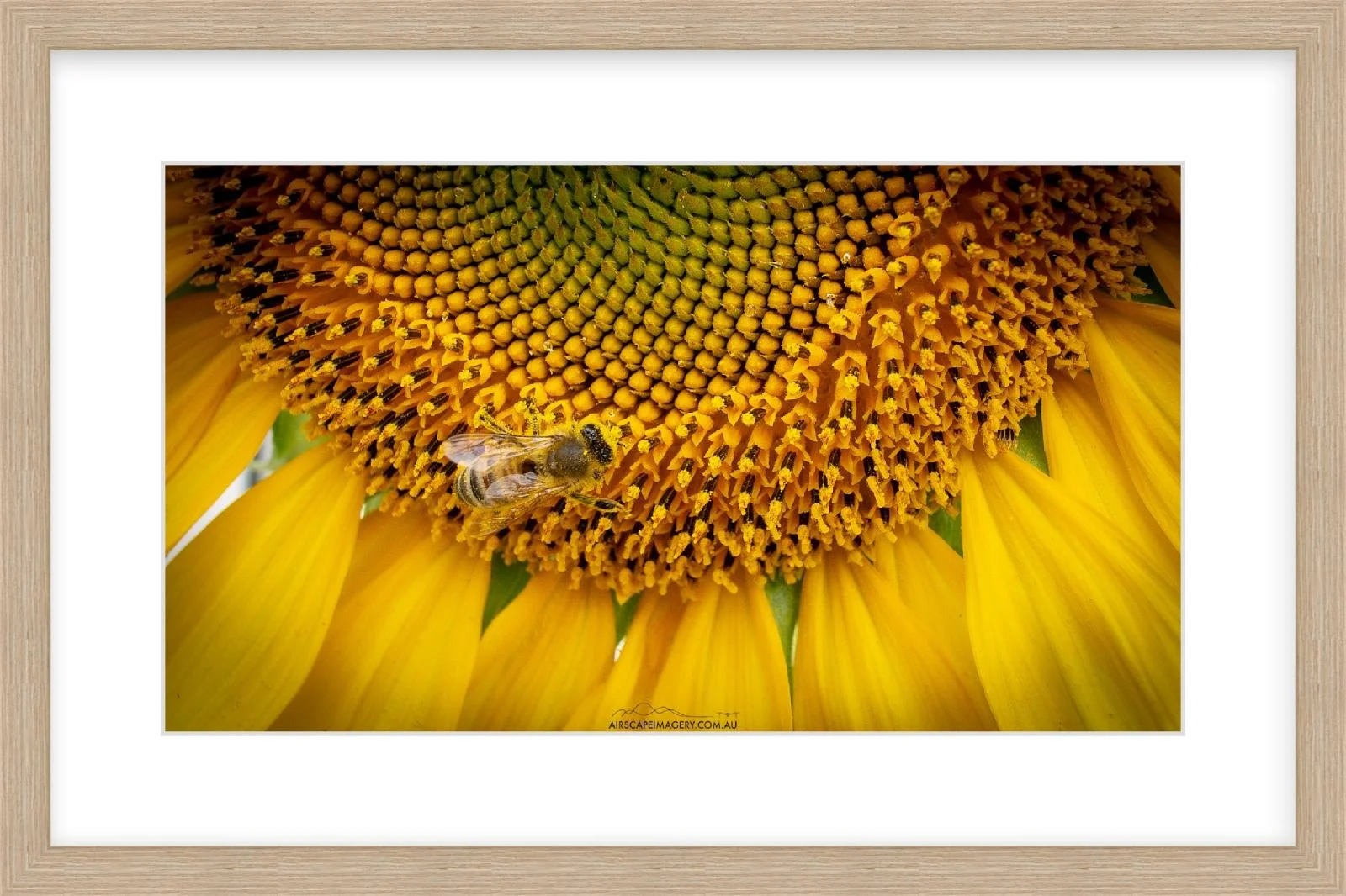 Sunny Buzz