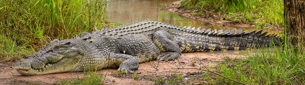 Australian Saltwater Crocodile, Northern Territory.