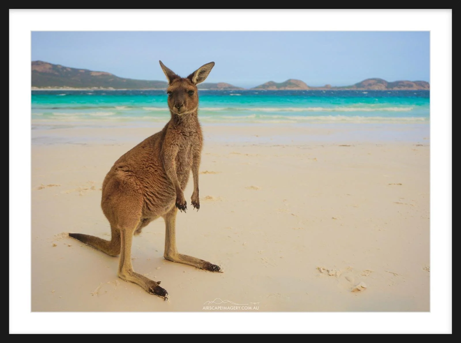 Lucky Bay Wallaby Zeppelin Slim.jpg