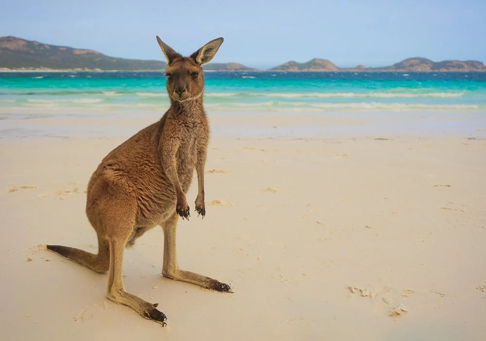 Lucky Bay Wallaby-1.jpg