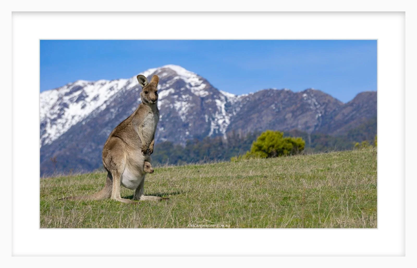 Buller Wallaby
