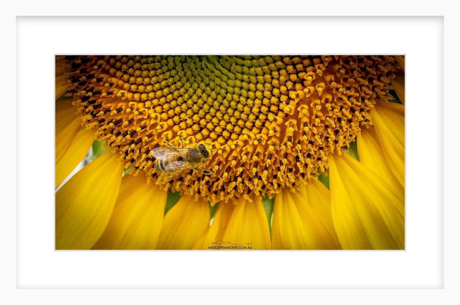 Sunny Buzz Lennon Slim.jpg