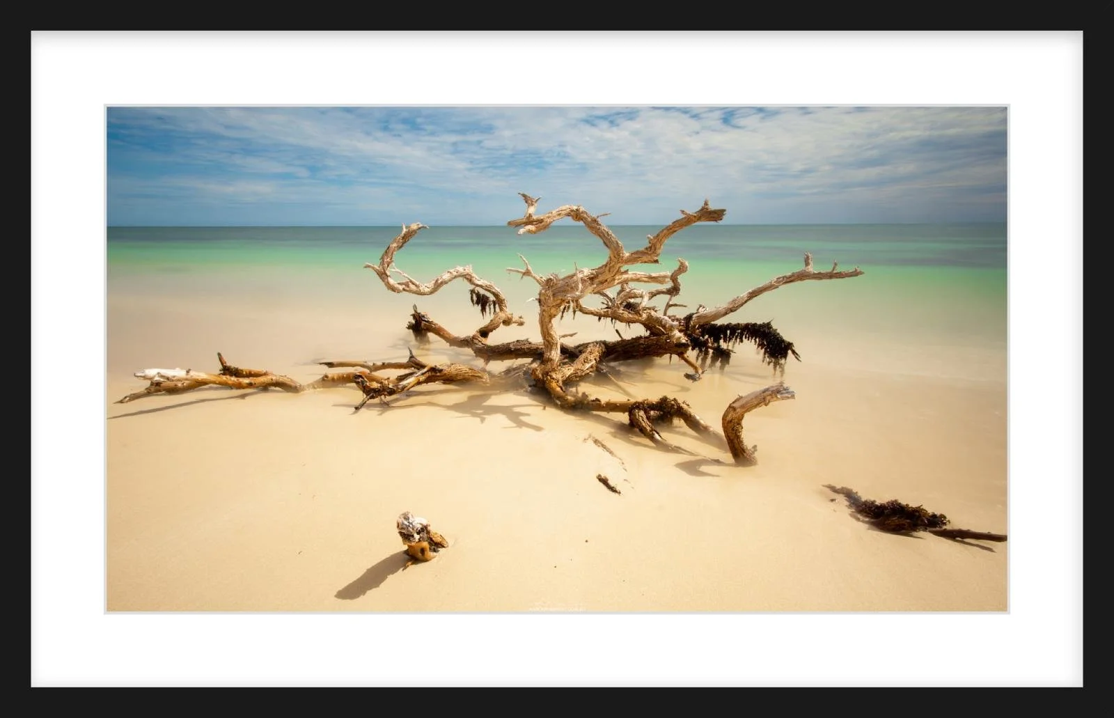 Ningaloo Driftwood Zeppelin Slim.jpg
