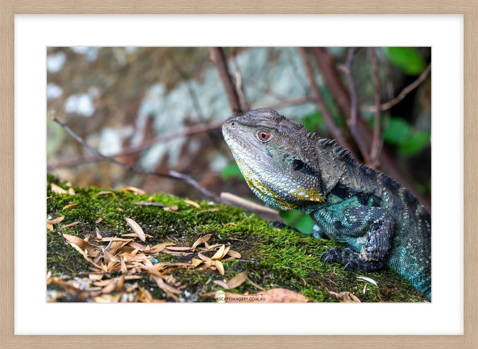 Eastern Water Dragon