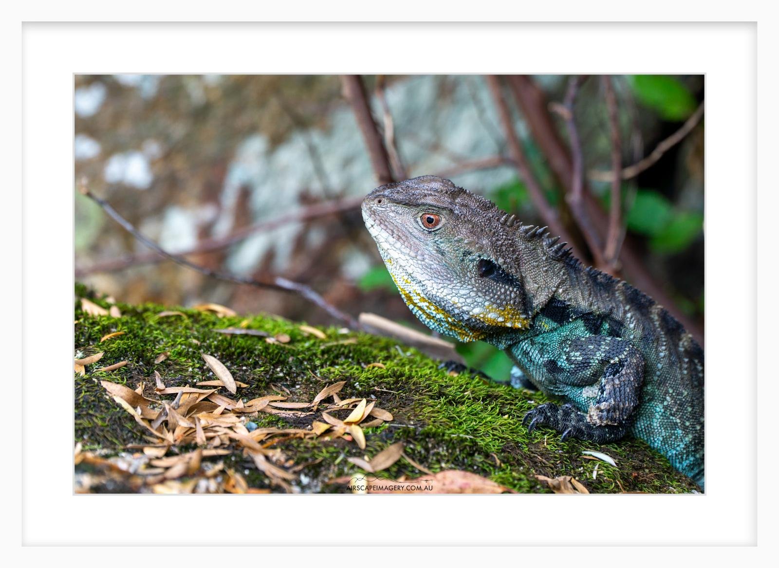 Eastern Water Dragon Lennon Slim.jpg