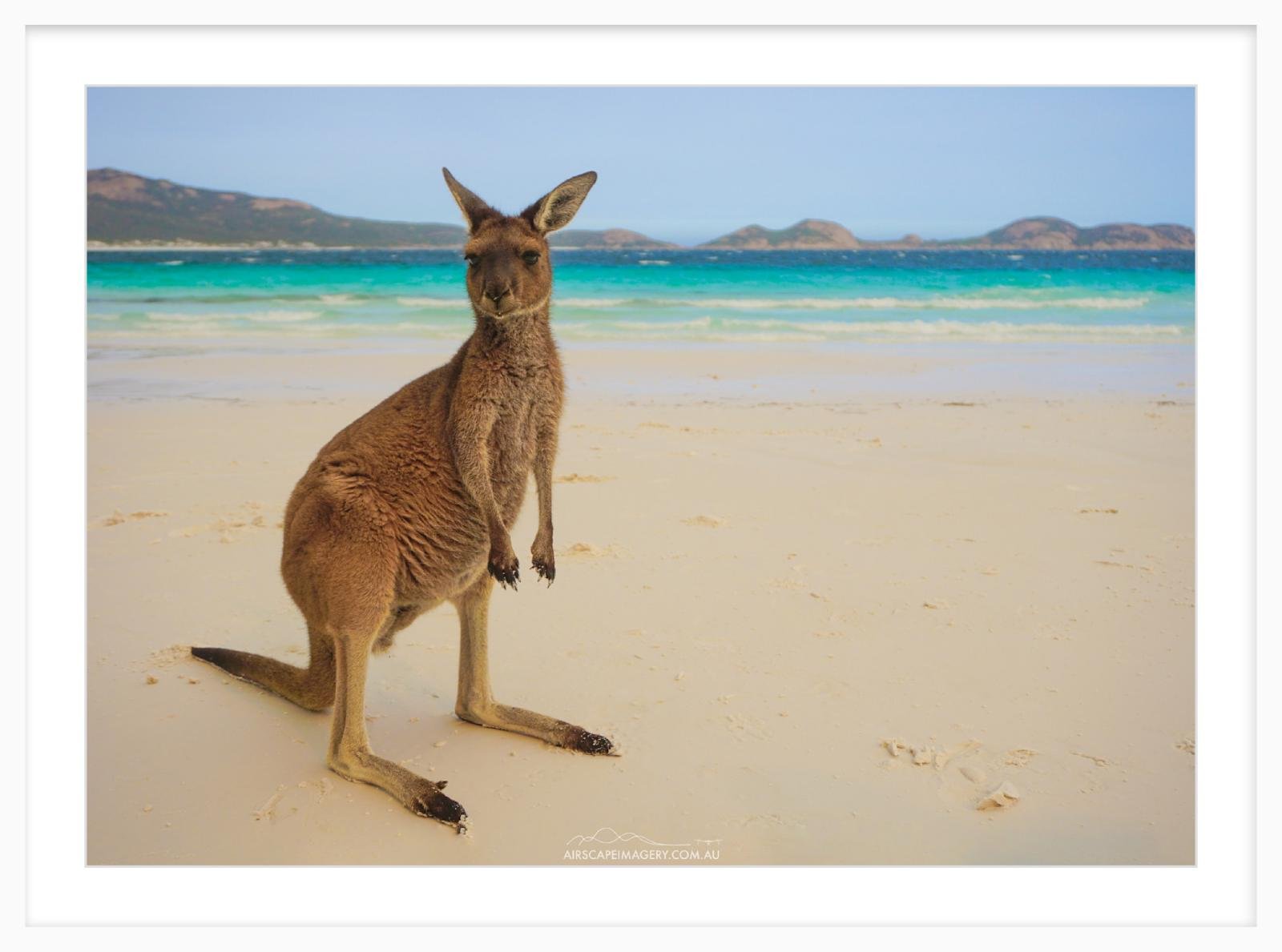 Lucky Bay Wallaby Lennon.jpg