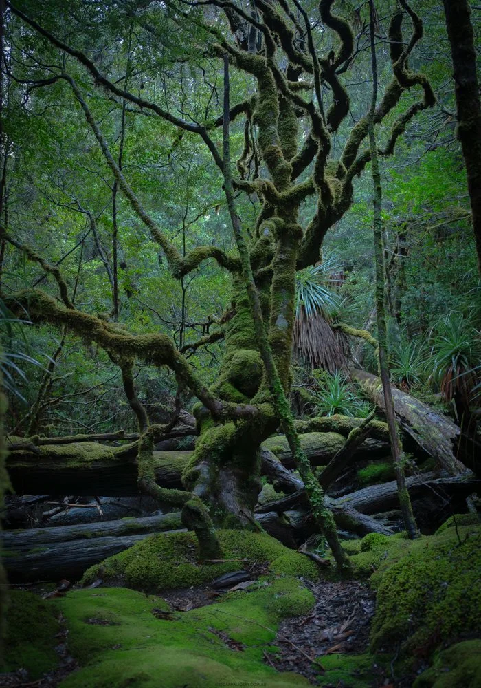 Gnarled Myrtle, Cradle Mountain-Lake St Clair National Park, Tasmania.