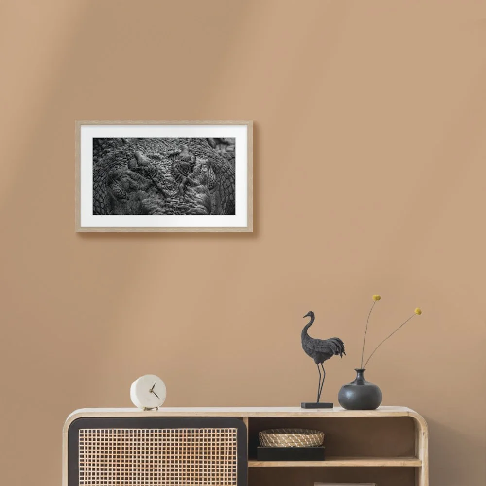 croc-head_600-x-327mm_50mm_springfield_interior-console-with-bird.jpg