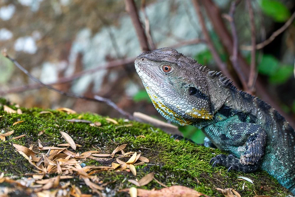 Eastern Water Dragon, Gibraltar Falls, A.C.T.
