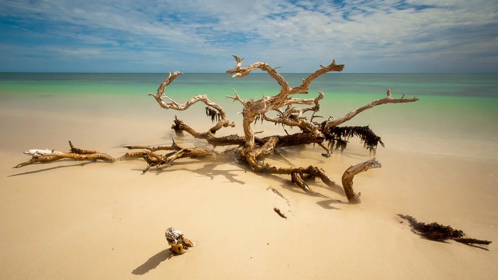Ningaloo Driftwood-55.jpg