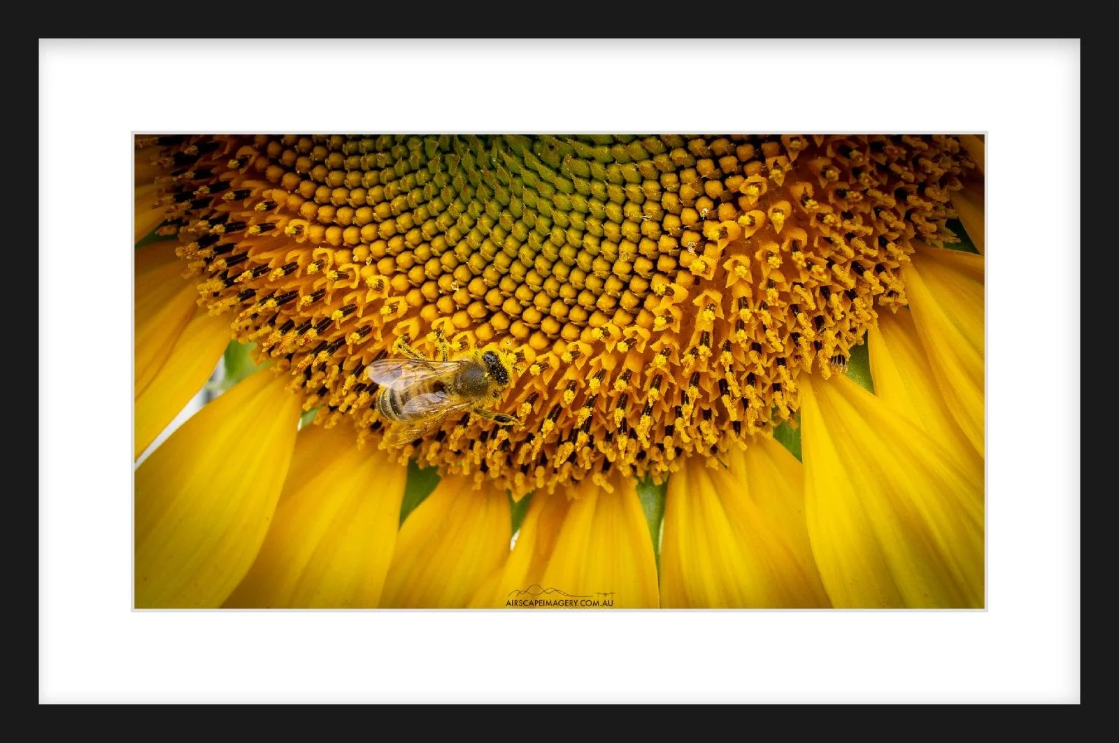 Sunny Buzz Zeppelin.jpg