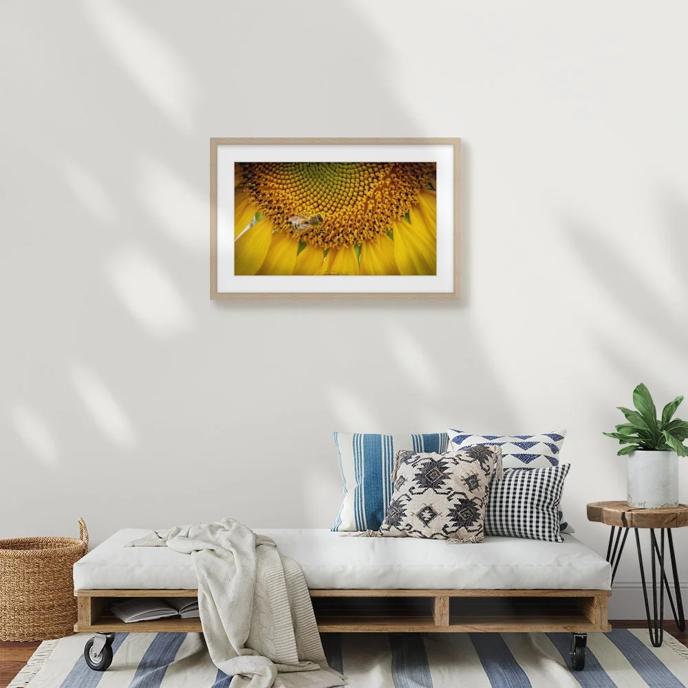 sunny-buzz_600-x-338mm_50mm_springfield_interior-lounge.jpg