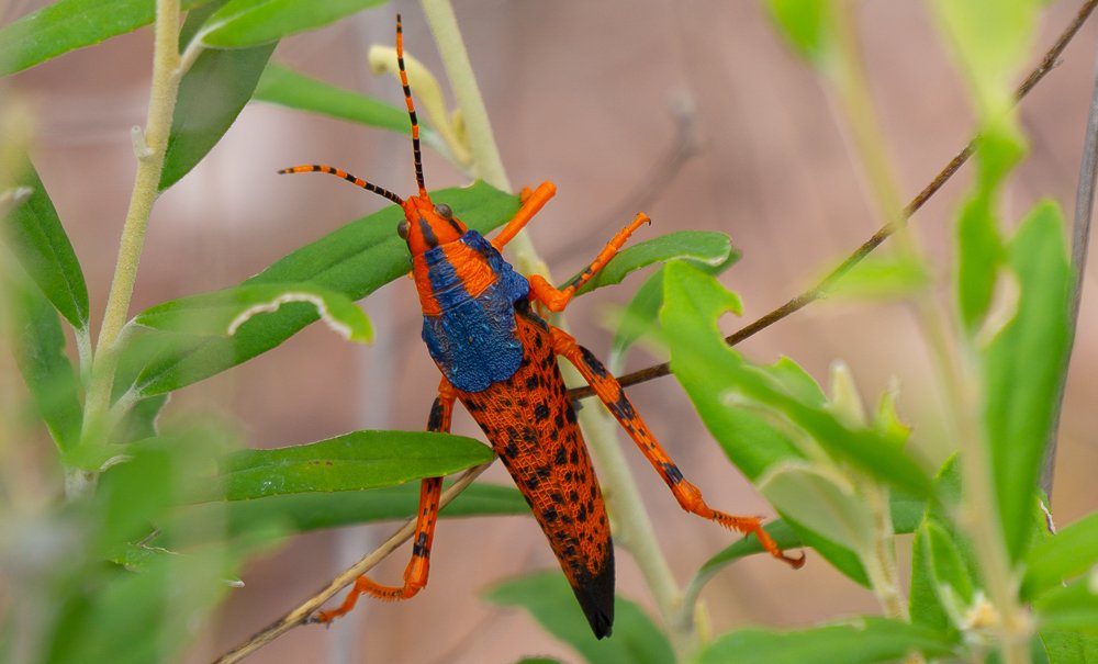 Leichardts Grasshopper Alyurr Kakadu-28.jpg