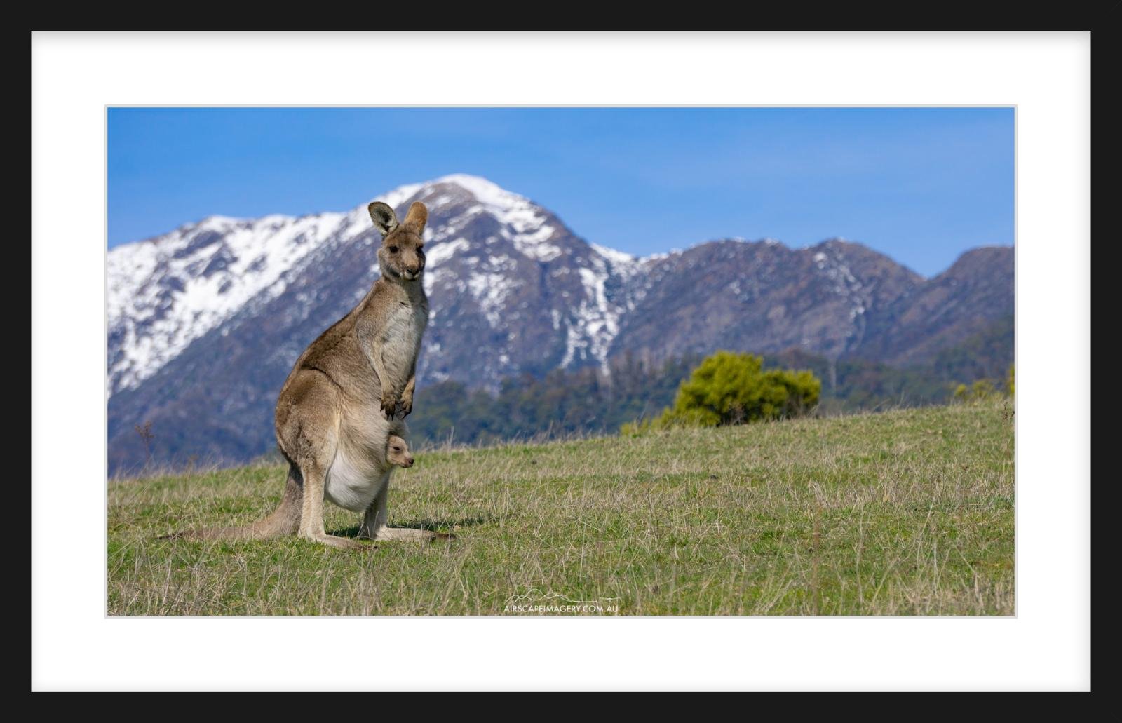 Buller Wallaby Zeppelin Slim.jpg