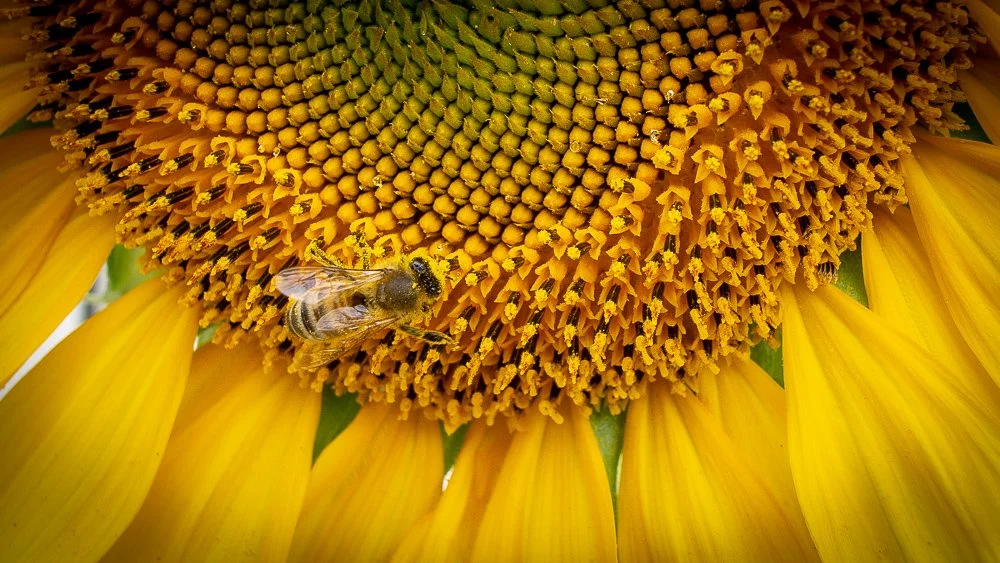 Sunflower Bee-43.jpg