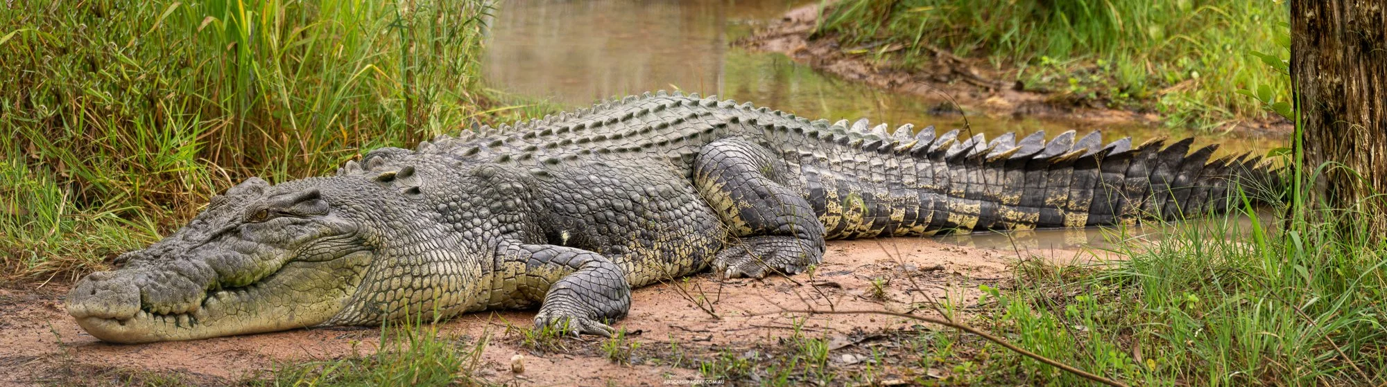 Croc pano compressed.jpg