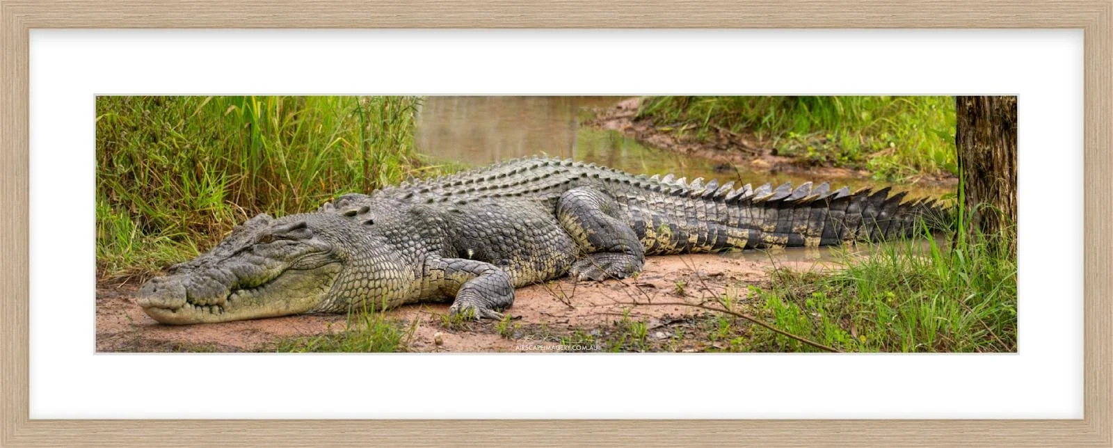 Saltwater Croc