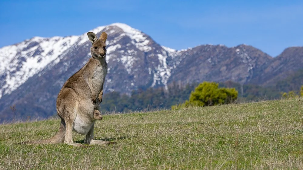 Eastern Grey, Mt Buller, Victoria.