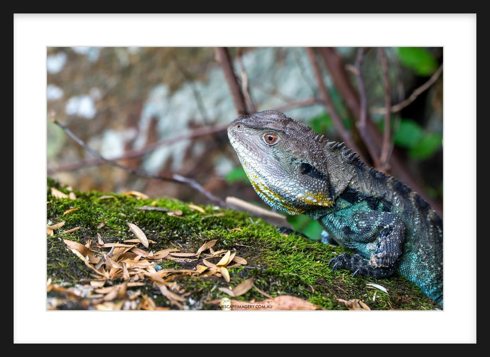 Eastern Water Dragon Zeppelin Slim.jpg