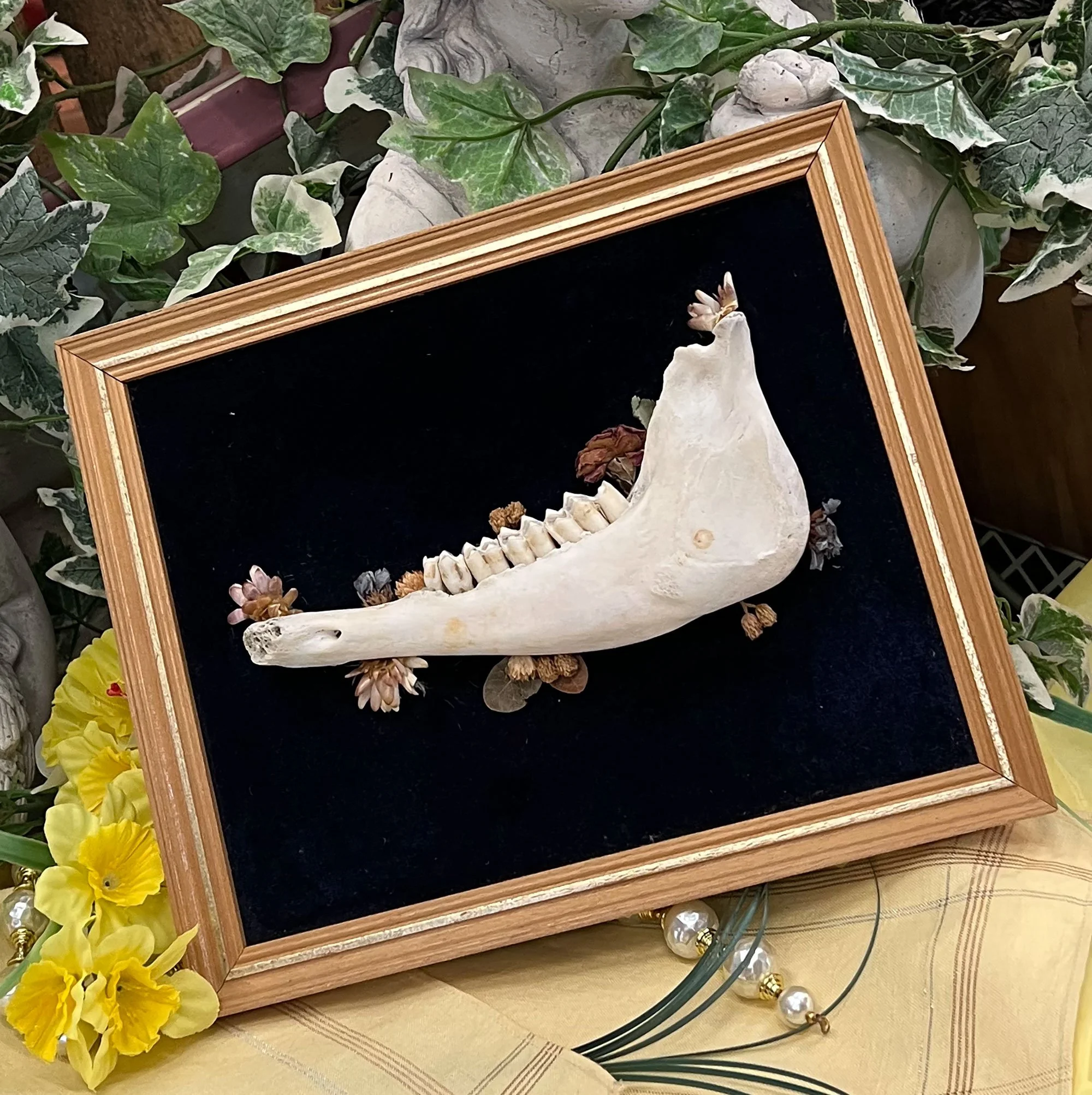 Mounted sheep jaw