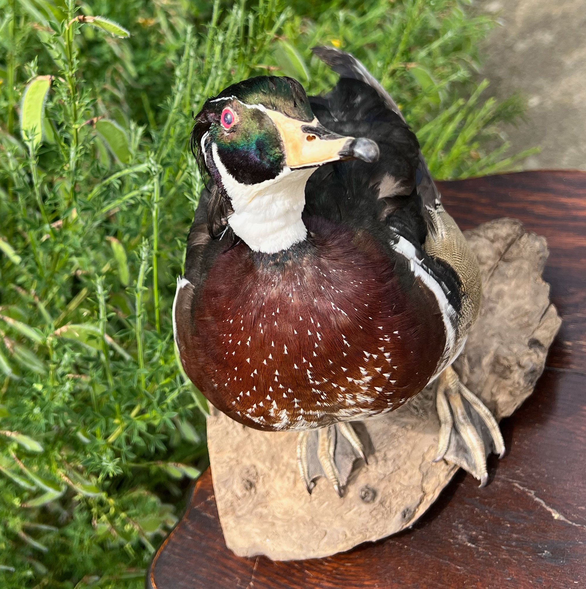 duck2-pod78.jpg