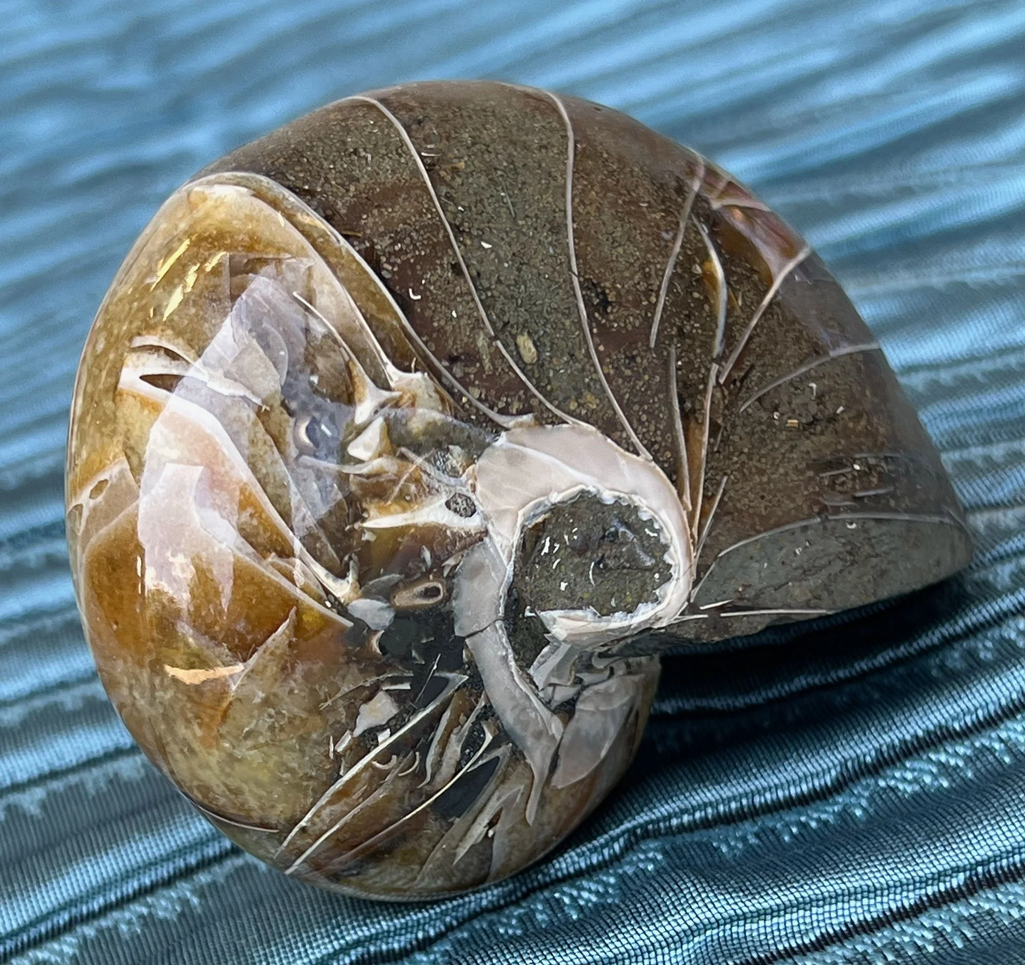 Nautilus