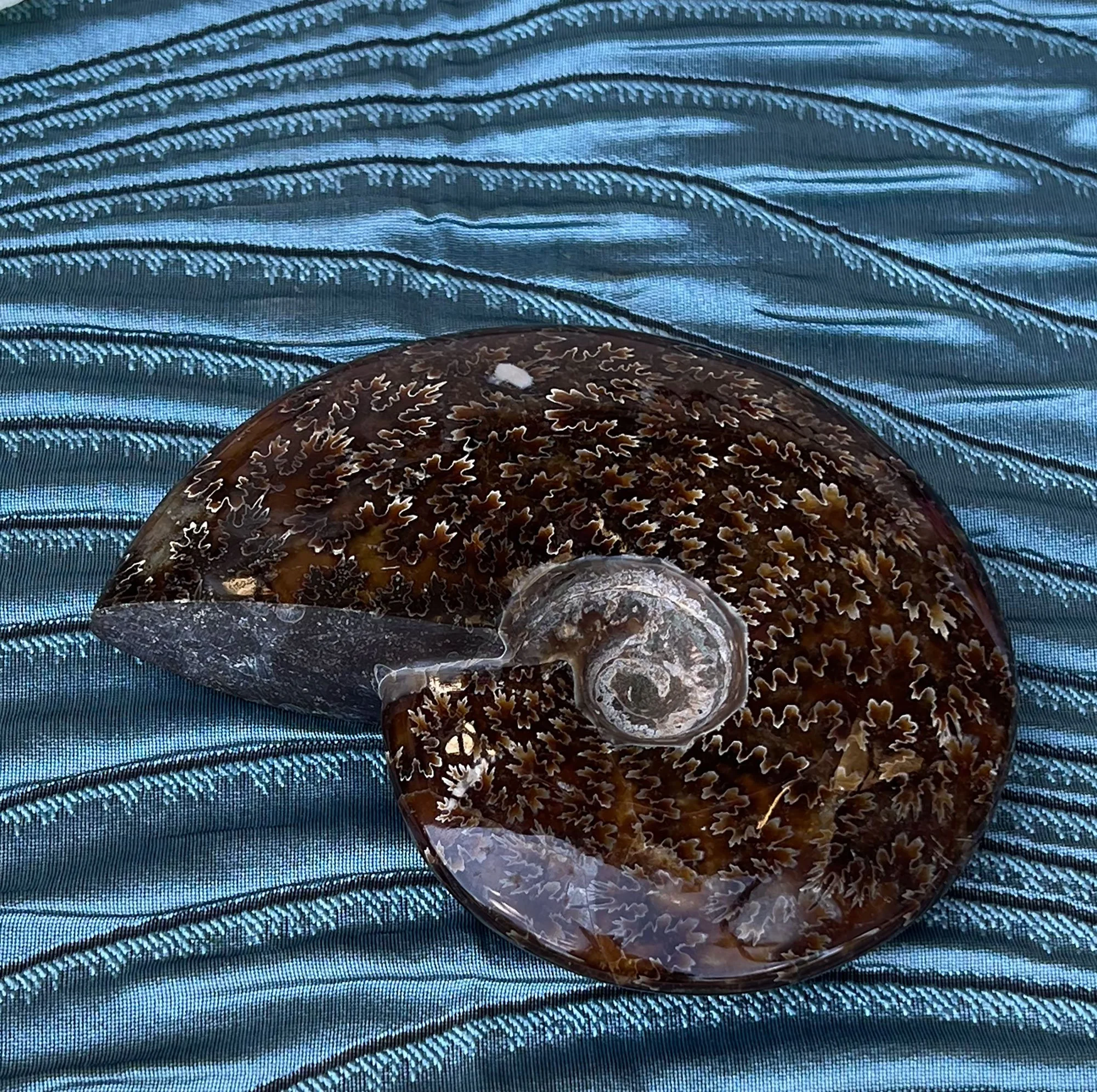 ammonite3-pod25.jpg
