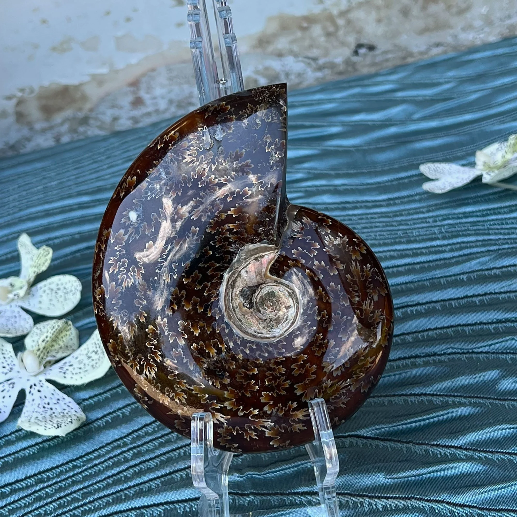 ammonite-pod25.jpg