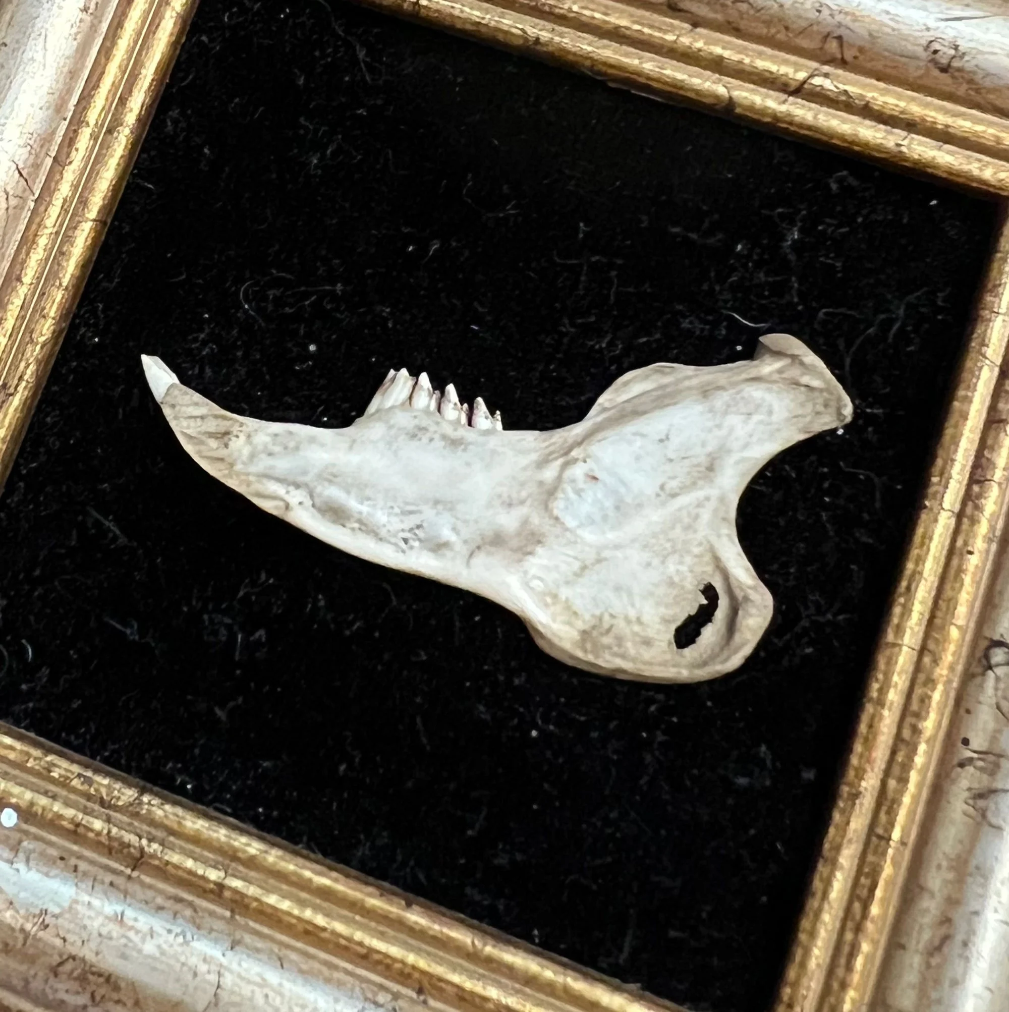 Framed rabbit jaw