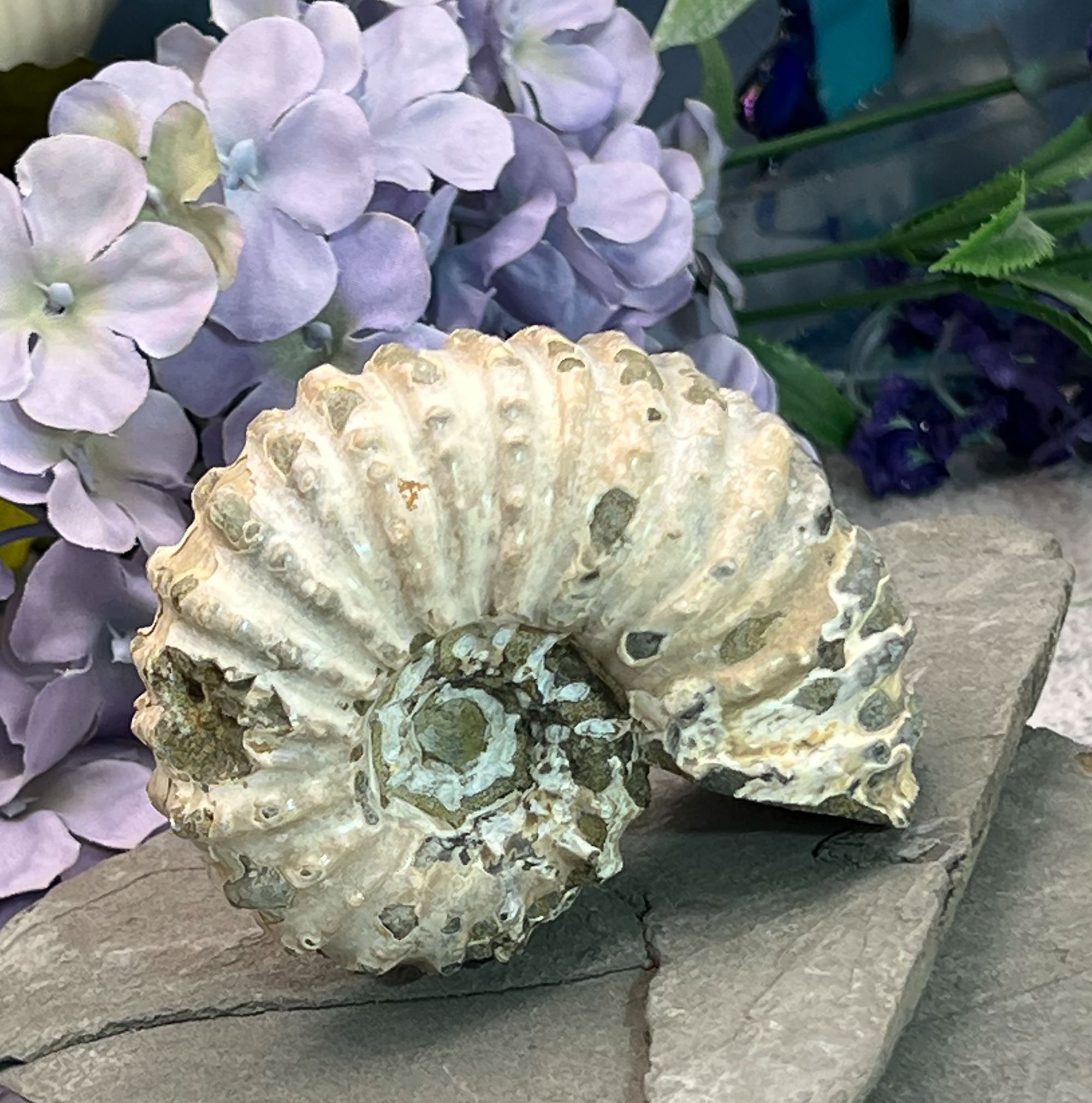 Douvilleiceras Fossil