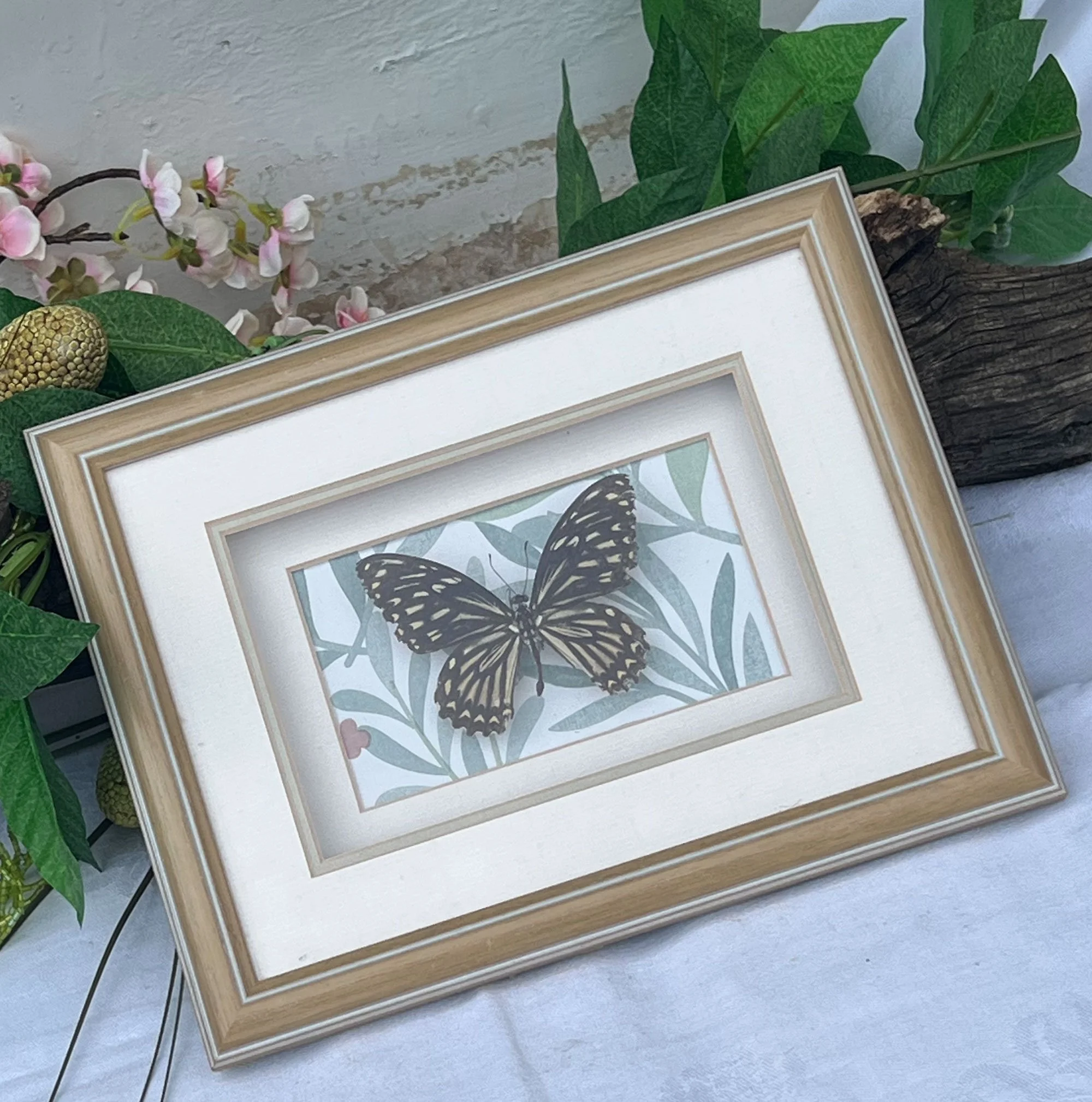 butterfly-pod78.jpg