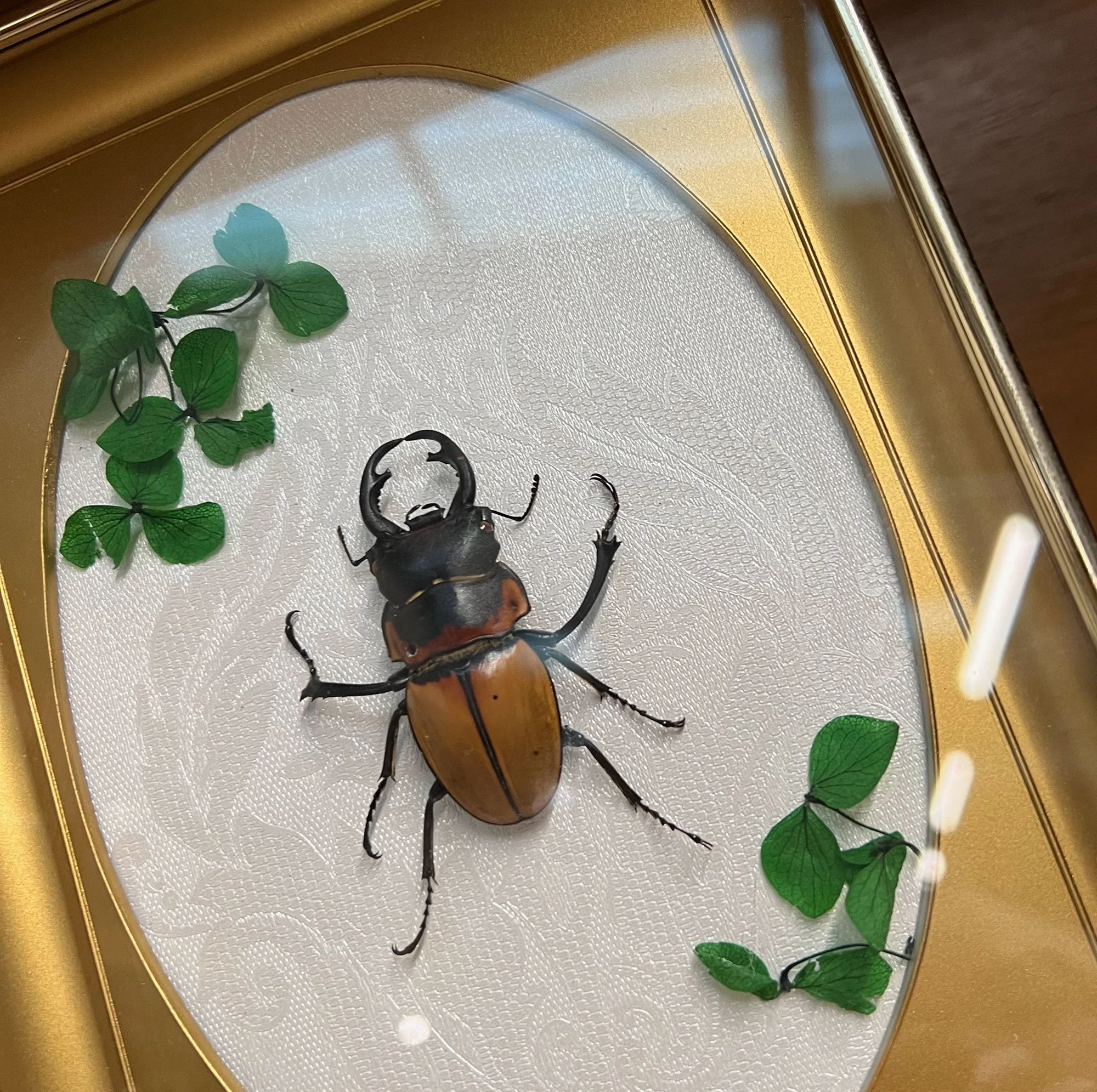 Framed beetle exhibit