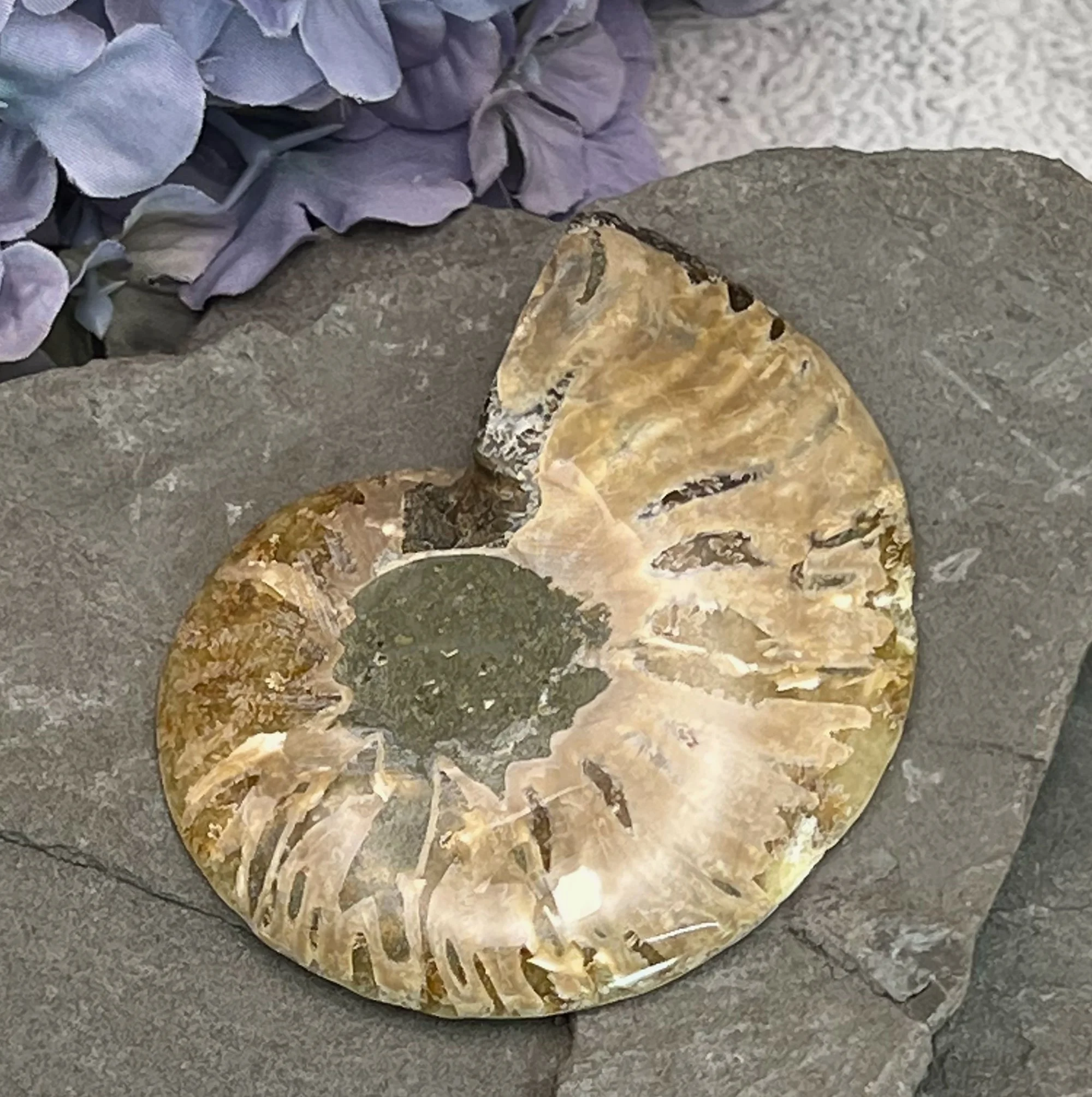 ammonite2-pod25.jpg
