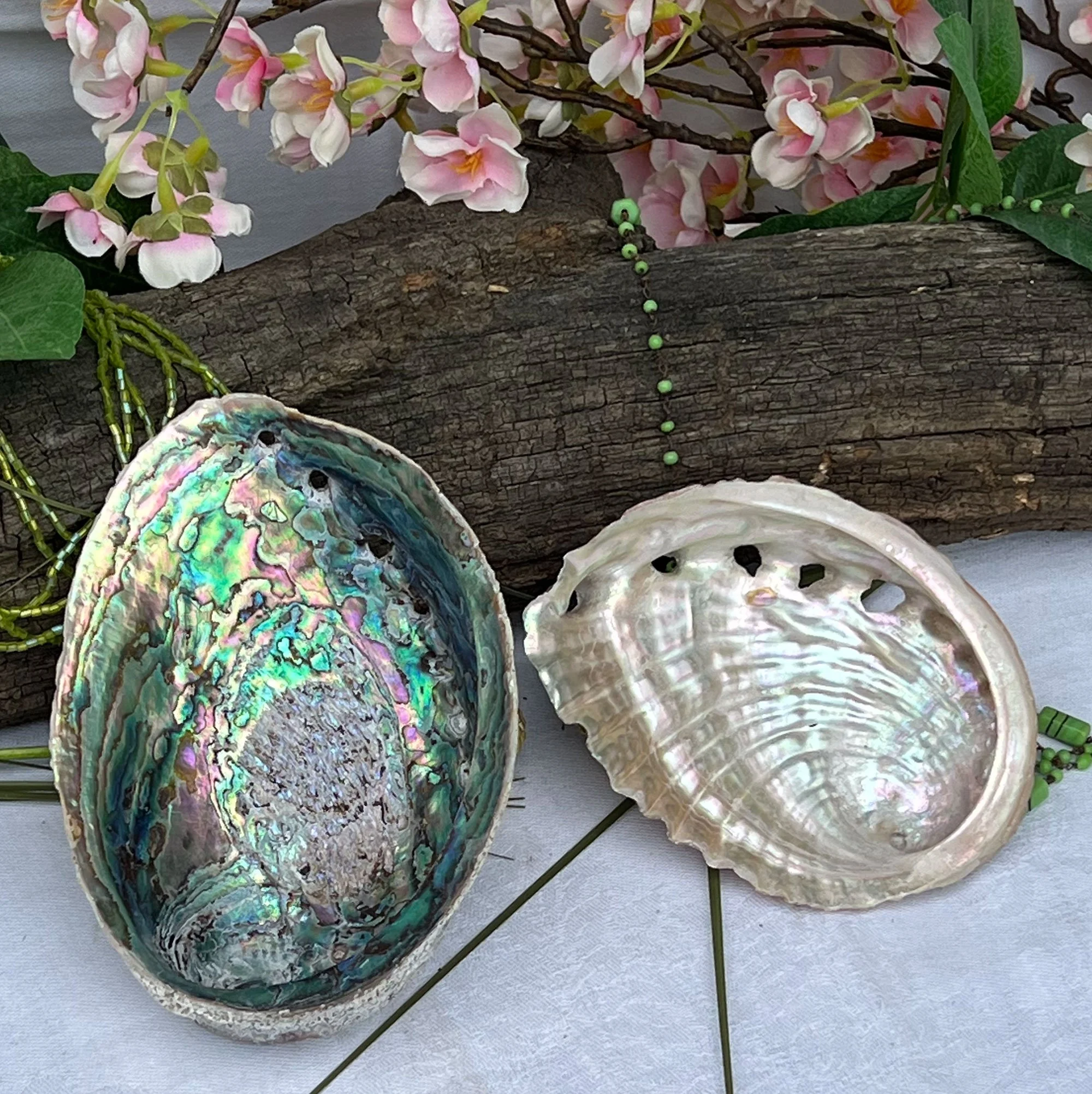 Sea Shells