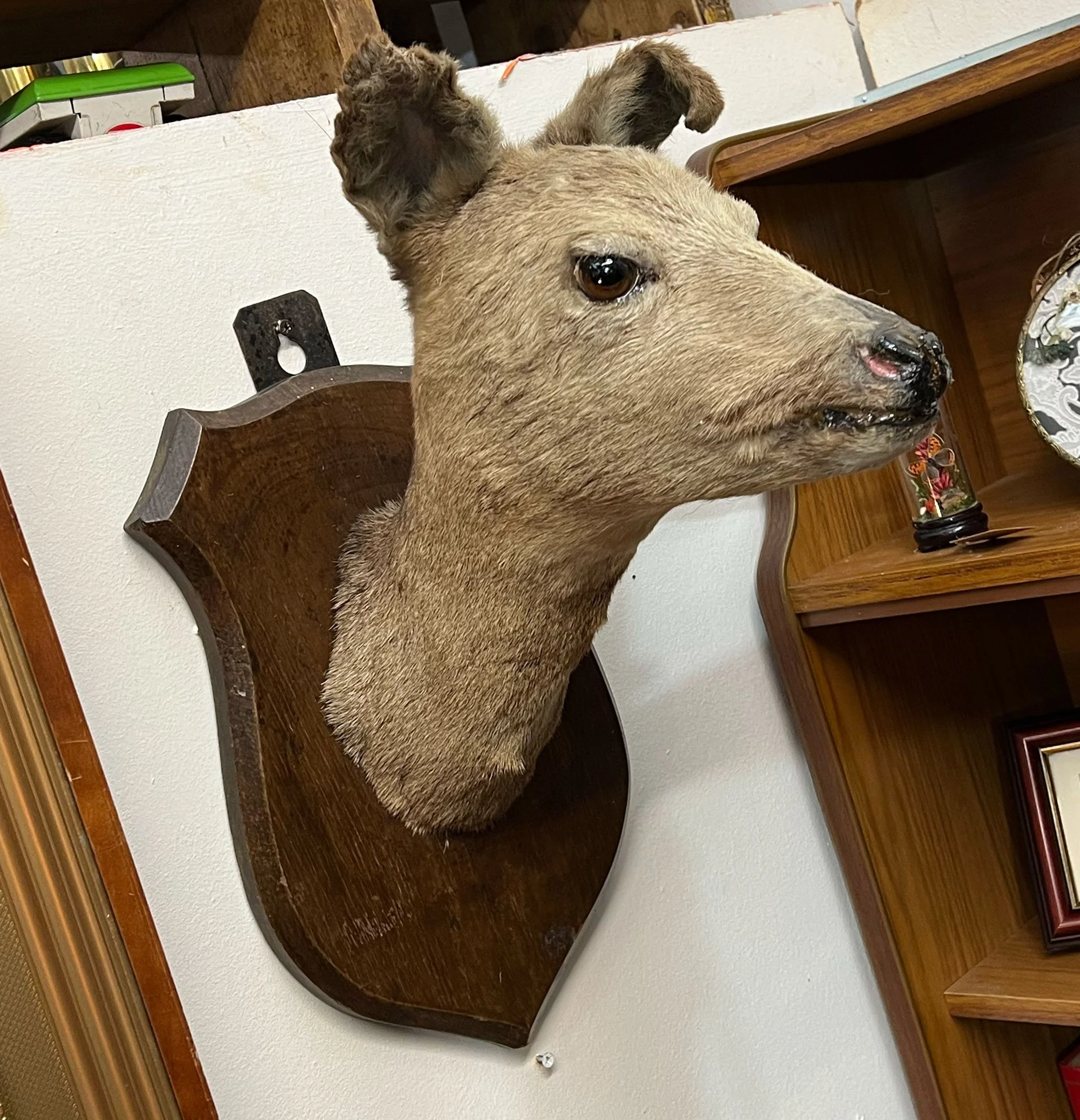 Taxidermy doe head
